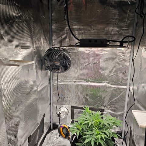 Fat Banana Auto #1 growlog timeline photo