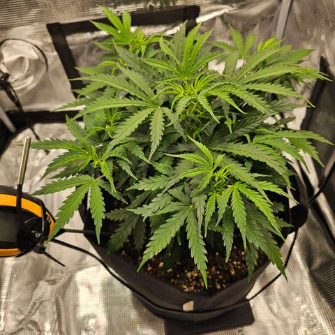 Fat Banana Auto #1 growlog timeline photo