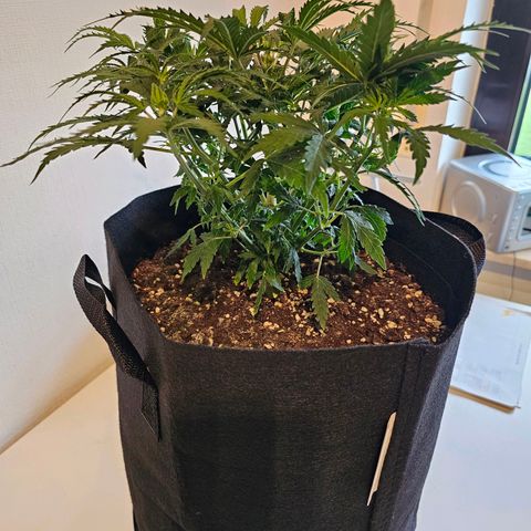 Fat Banana Auto #1 growlog timeline photo