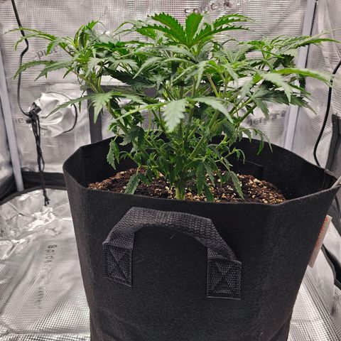 Fat Banana Auto #1 growlog timeline photo