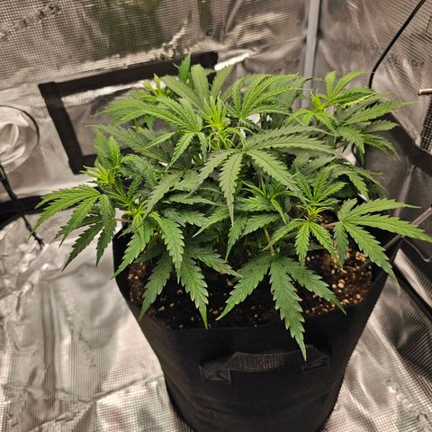 Fat Banana Auto #1 growlog timeline photo