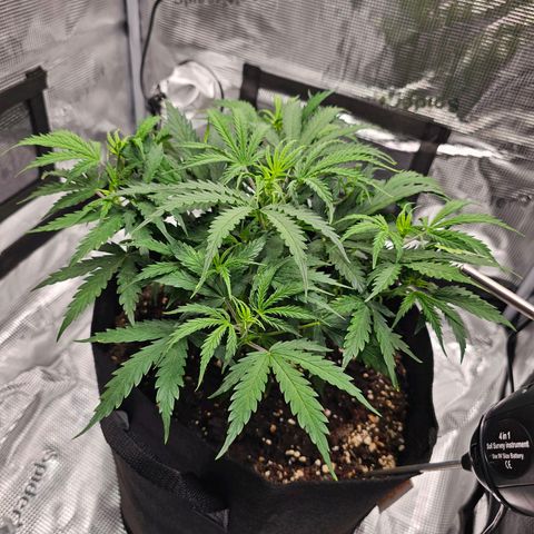 Fat Banana Auto #1 growlog timeline photo
