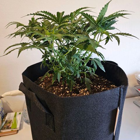 Fat Banana Auto #1 growlog timeline photo