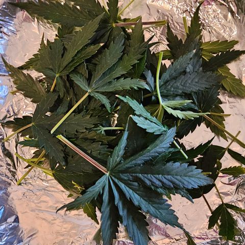 Fat Banana Auto #1 growlog timeline photo