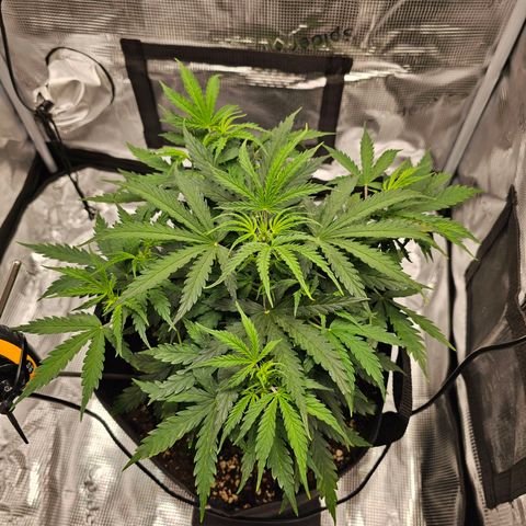 Fat Banana Auto #1 growlog timeline photo
