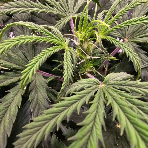 Fat Banana Auto #1 growlog timeline photo