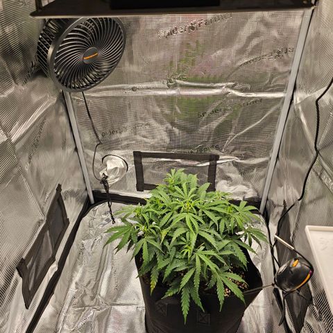 Fat Banana Auto #1 growlog timeline photo