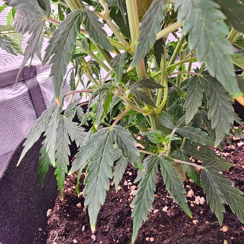 Fat Banana Auto #1 growlog timeline photo