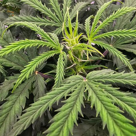 Fat Banana Auto #1 growlog timeline photo