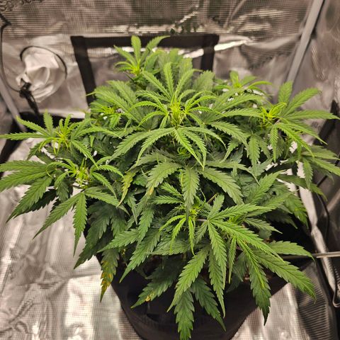 Fat Banana Auto #1 growlog timeline photo