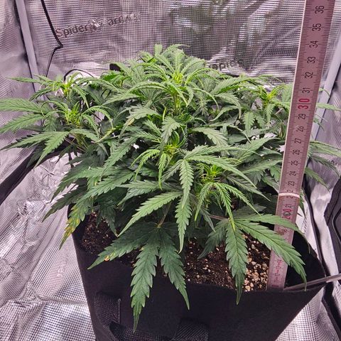 Fat Banana Auto #1 growlog timeline photo