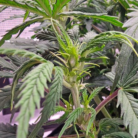 Fat Banana Auto #1 growlog timeline photo