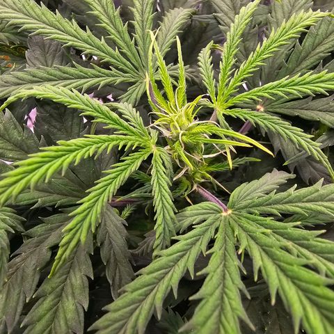 Fat Banana Auto #1 growlog timeline photo