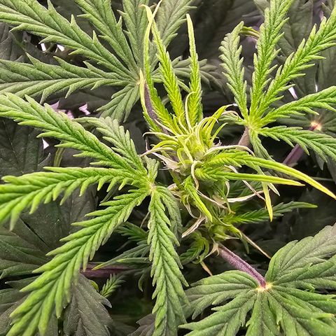 Fat Banana Auto #1 growlog timeline photo