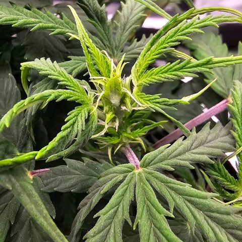 Fat Banana Auto #1 growlog timeline photo