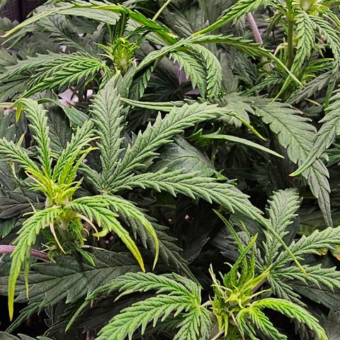 Fat Banana Auto #1 growlog timeline photo