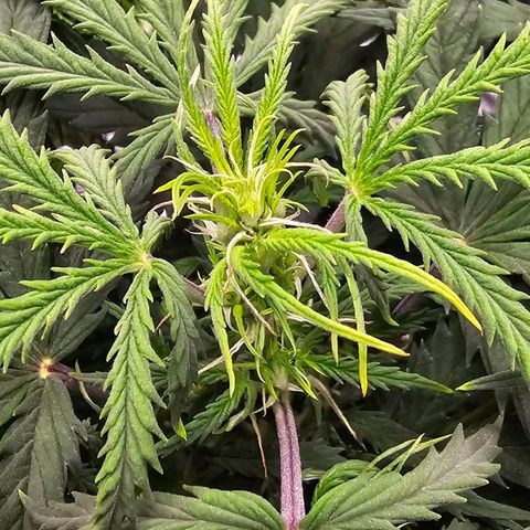 Fat Banana Auto #1 growlog timeline photo