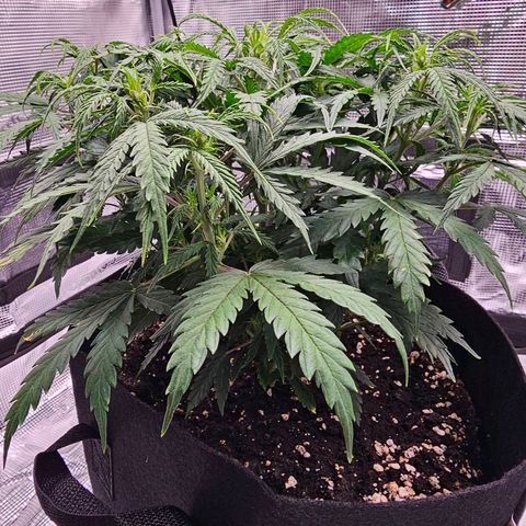 Fat Banana Auto #1 growlog timeline photo