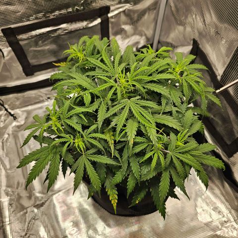 Fat Banana Auto #1 growlog timeline photo