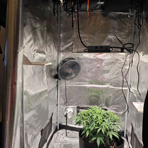 Fat Banana Auto #1 growlog timeline photo