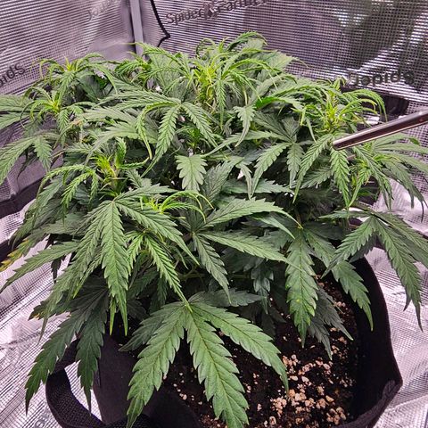 Fat Banana Auto #1 growlog timeline photo