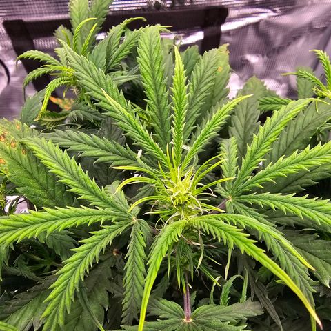 Fat Banana Auto #1 growlog timeline photo