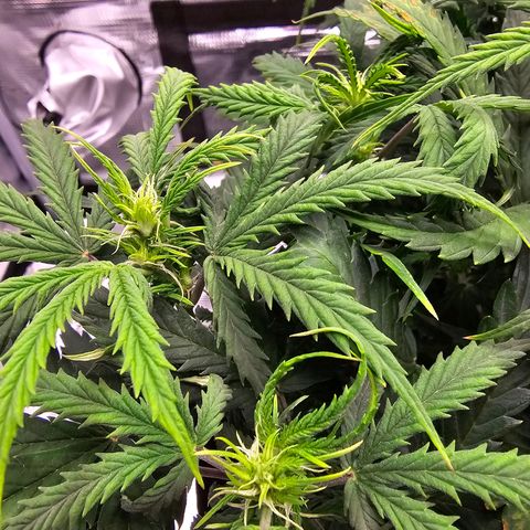 Fat Banana Auto #1 growlog timeline photo