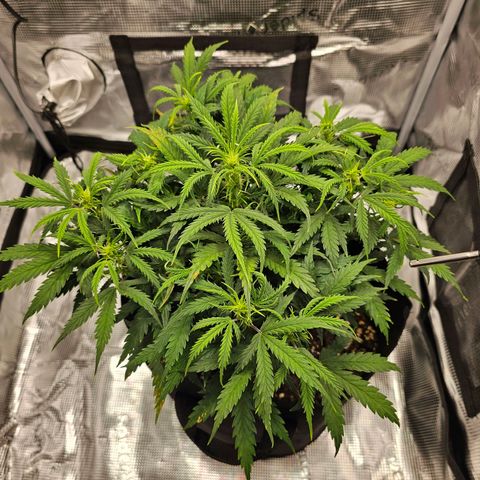 Fat Banana Auto #1 growlog timeline photo