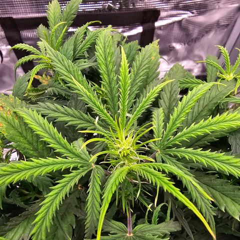 Fat Banana Auto #1 growlog timeline photo
