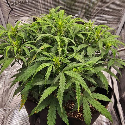 Fat Banana Auto #1 growlog timeline photo