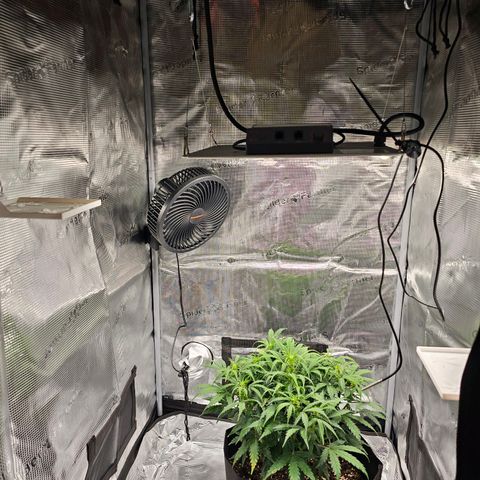 Fat Banana Auto #1 growlog timeline photo
