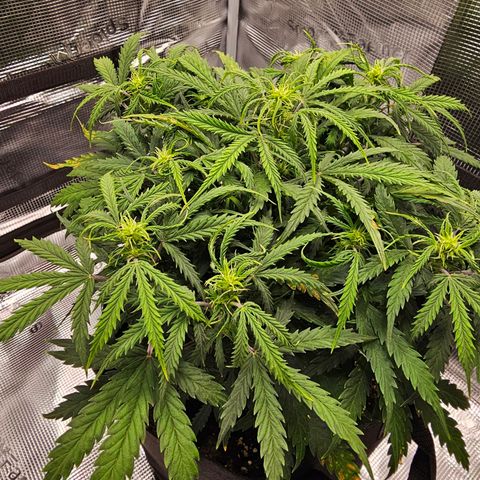 Fat Banana Auto #1 growlog timeline photo