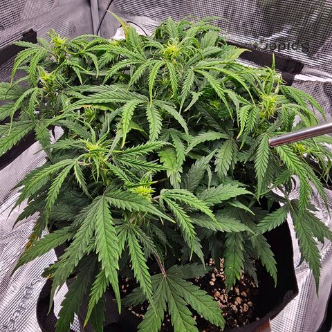Fat Banana Auto #1 growlog timeline photo