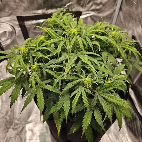 Fat Banana Auto #1 growlog timeline photo