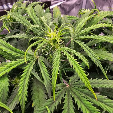 Fat Banana Auto #1 growlog timeline photo