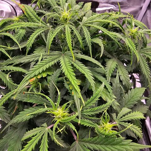Fat Banana Auto #1 growlog timeline photo