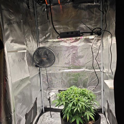 Fat Banana Auto #1 growlog timeline photo