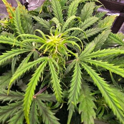 Fat Banana Auto #1 growlog timeline photo