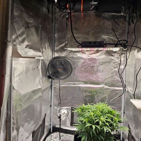 Fat Banana Auto #1 growlog timeline photo
