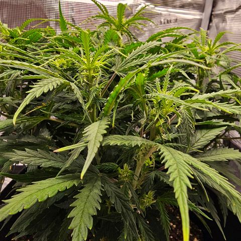 Fat Banana Auto #1 growlog timeline photo