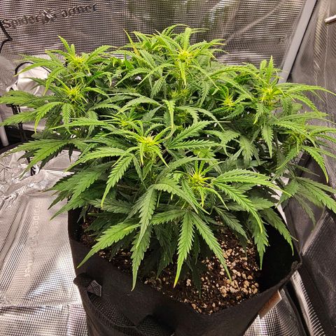 Fat Banana Auto #1 growlog timeline photo