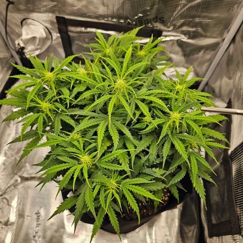 Fat Banana Auto #1 growlog timeline photo