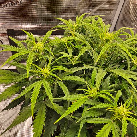 Fat Banana Auto #1 growlog timeline photo