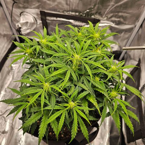 Fat Banana Auto #1 growlog timeline photo