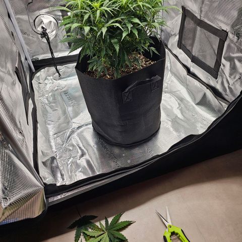 Fat Banana Auto #1 growlog timeline photo