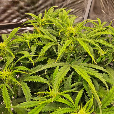 Fat Banana Auto #1 growlog timeline photo