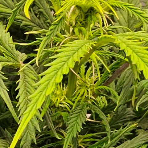 Fat Banana Auto #1 growlog timeline photo