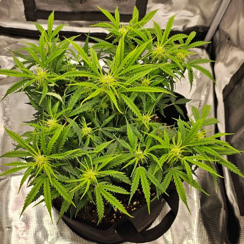 Fat Banana Auto #1 growlog timeline photo