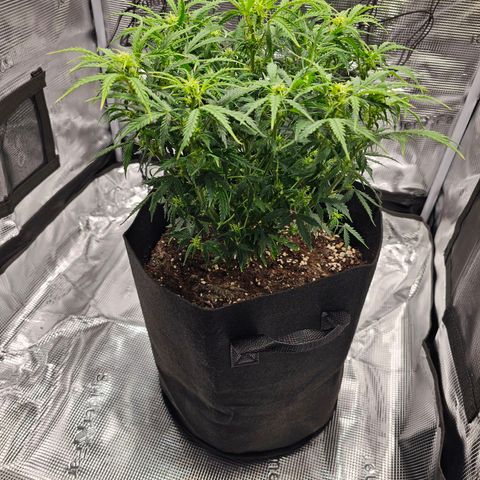 Fat Banana Auto #1 growlog timeline photo