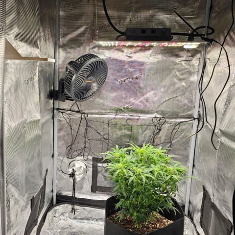 Fat Banana Auto #1 growlog timeline photo
